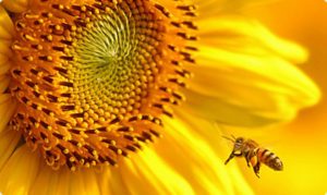 girasol.jpg